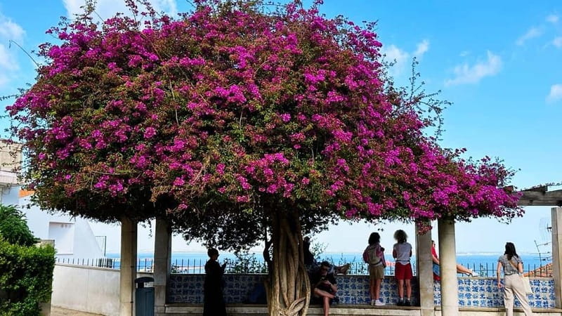 All Historical Lisbon Tuk Tuk Tour - Estrela Gardens and Basilica: a calmer pause from the main sights