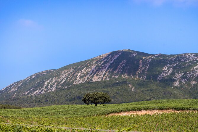Arrabida and Sesimbra Small-Group Day Trip from Lisbon with Wine Tasting - Setúbal market first, or Palmela Castle on Mondays