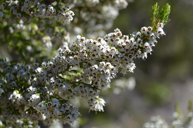 Arrábida Jeep Tour – Incredible Market & Hidden Gems - Portinho da Arrábida: Nature, Sea, and a Simple 15-Minute Reset