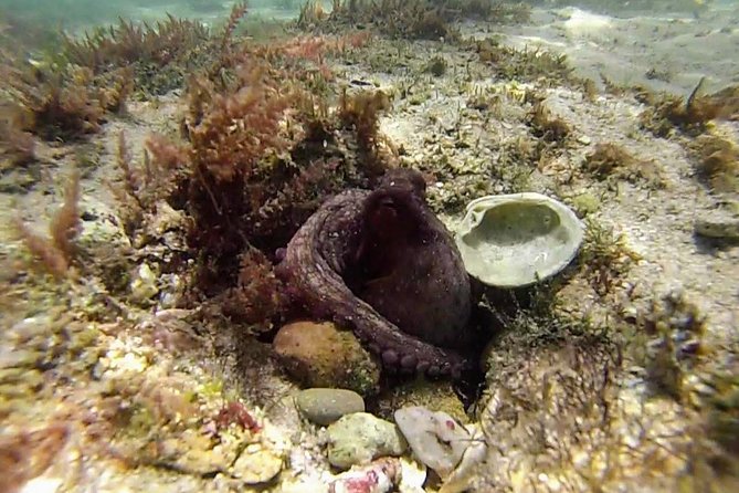 Arrábida Snorkeling Adventure with Transfer from Lisbon - Who should book this Arrábida snorkeling tour, and who should skip