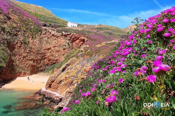 Berlengas Island Catamaran Tour - Round Trip - Wildlife and dolphins: what to watch for from the boat