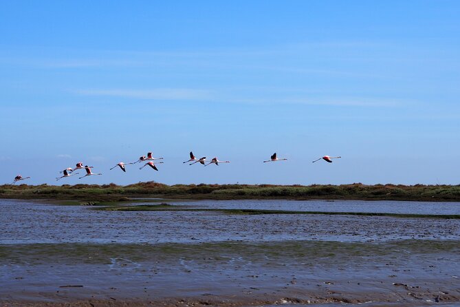 Boat Tour - Bird Observation in the Tejo Nature Reserve - Key Highlights Worth Booking