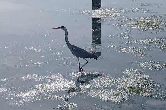 Boat Tour - Bird Observation in the Tejo Nature Reserve - Why the Tagus Estuary Is a Bird Magnet Near Lisbon