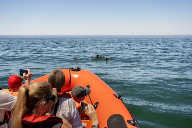 Cascais coast: Dolphin watching - From Cascais Marina out to the dolphin watch zones