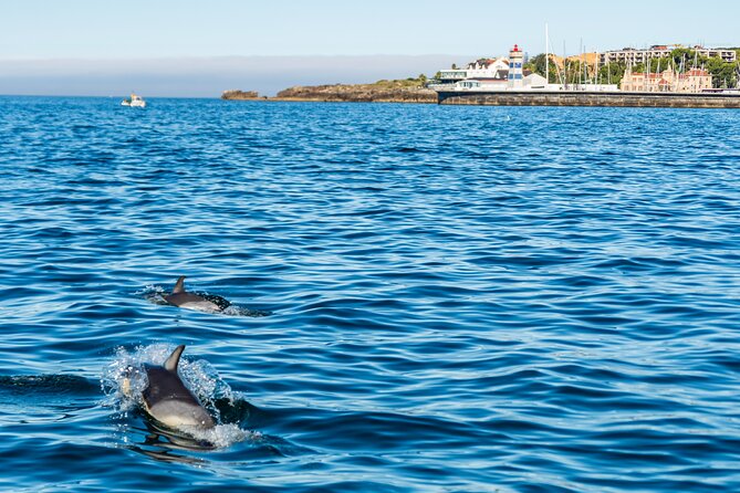 Cascais coast: Dolphin watching - The crew’s role: steering, scanning, and keeping everyone calm