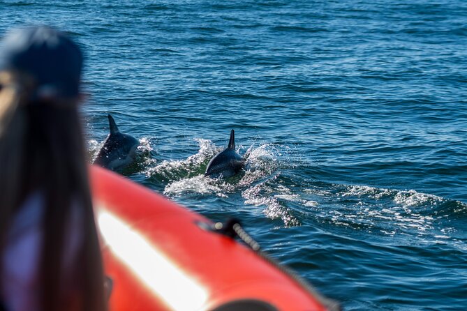 Cascais coast: Dolphin watching - Who should book this dolphin watching tour