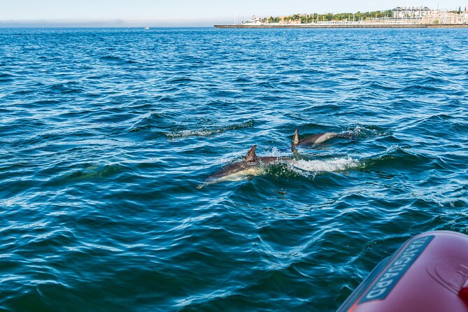Cascais coast: Dolphin watching - Quick FAQ before you decide