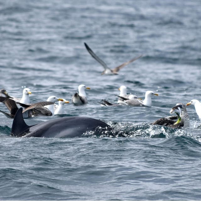 Cascais: Dolphin Watching Speedboat Tour - Key highlights you should know