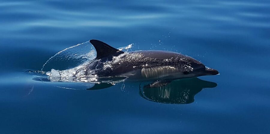 Cascais: Dolphin Watching Speedboat Tour - Best time to book: morning wins for calmer seas