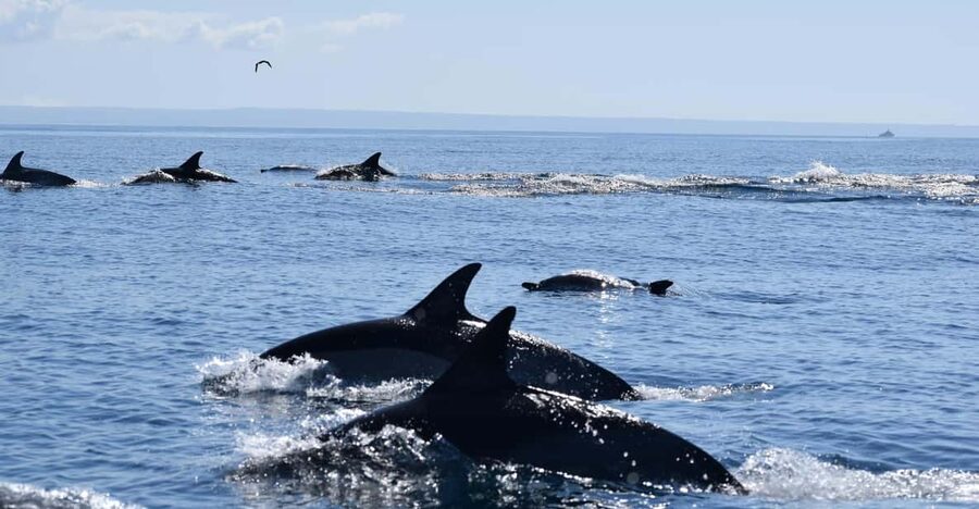 Cascais: Dolphin Watching Speedboat Tour - Entering the ride from Cascais Marina, Pier M