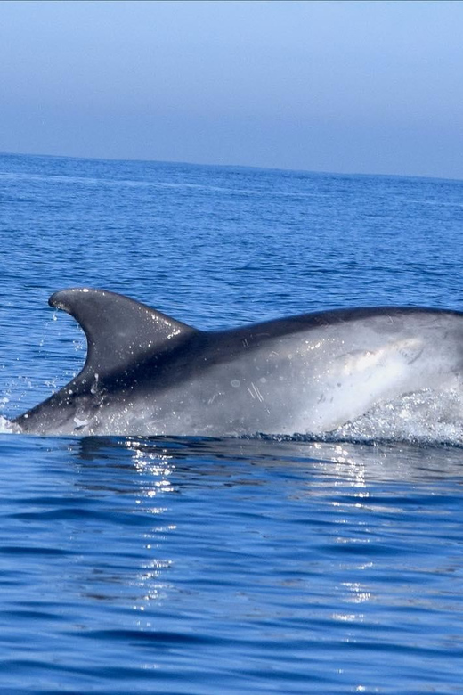 Cascais: Dolphin Watching Speedboat Tour - The secret wildlife viewing stop: why the second hour feels different