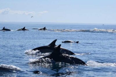 Dolphin Watching Speedboat Tour