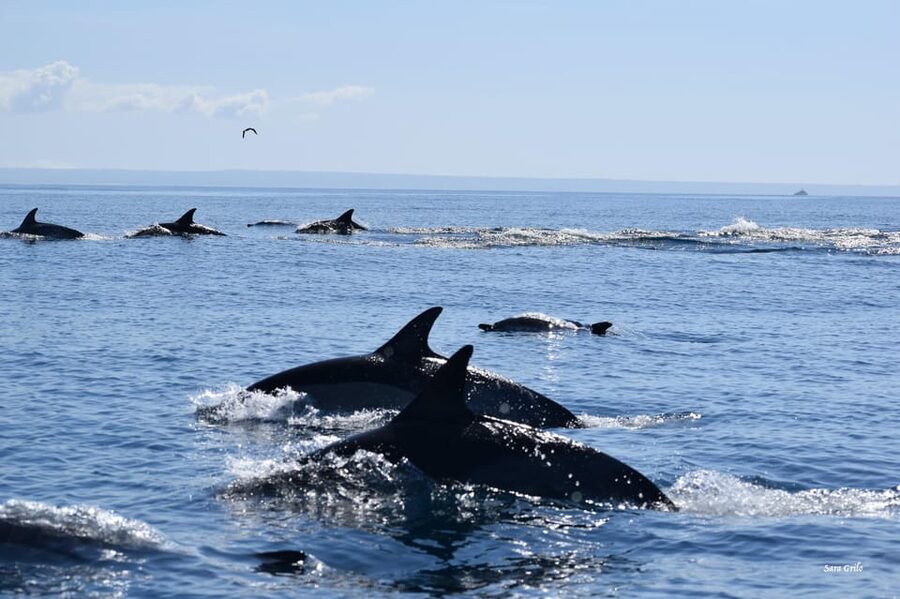 Cascais: Dolphin Watching Speedboat Tour - Wildlife odds in plain terms: dolphins are common, whales are bonus