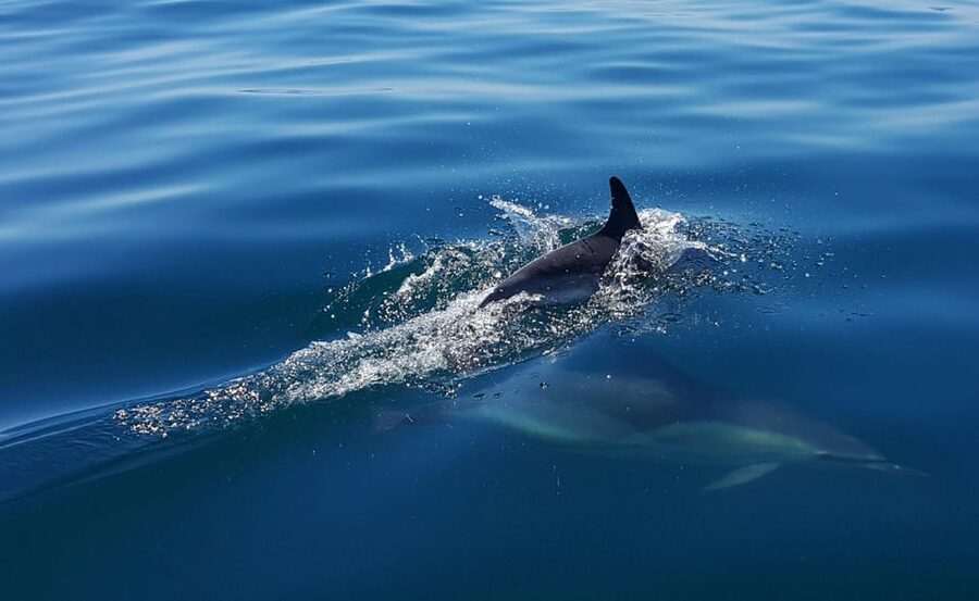 Cascais: Dolphin Watching Speedboat Tour - The crew approach: close viewing without chaos