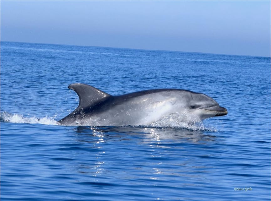 Cascais: Dolphin Watching Speedboat Tour - How to dress for the wind, spray, and quick timing