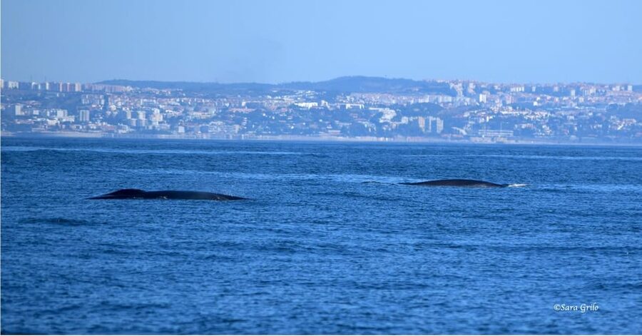 Cascais: Dolphin Watching Speedboat Tour - Who should go, and who should skip this boat