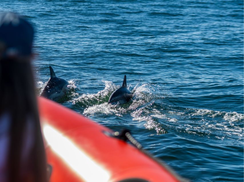Cascais: Dolphin Watching Tour - What makes this boat tour worth your time