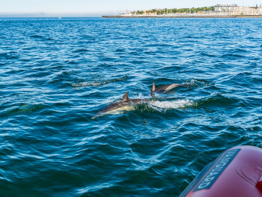 Cascais: Dolphin Watching Tour - What you look for once you are near the coast