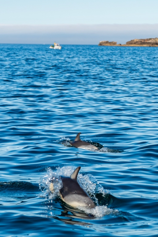 Cascais: Dolphin Watching Tour - The ride and the views, even if dolphins take their time