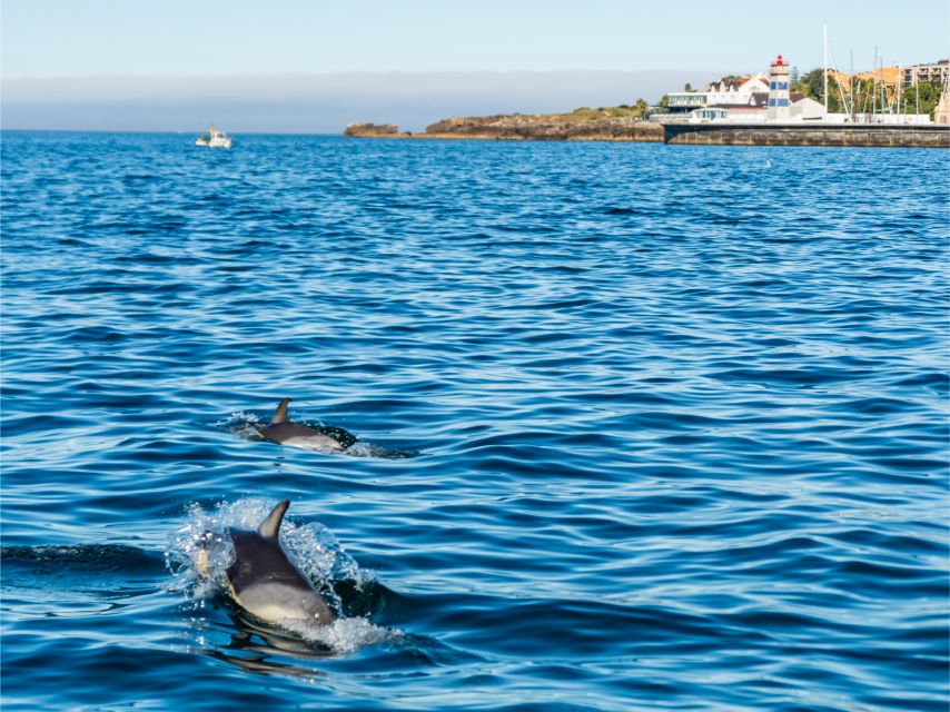 Cascais: Dolphin Watching Tour - Who should go, and who should look for another option