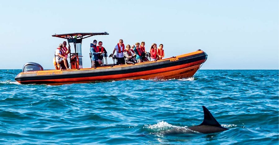 Cascais: Dolphin Watching Tour - Price and value: what $76 gets you in real terms