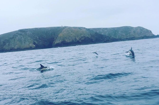 Dolphin Route - Dolphin Route in Peniche: why this cruising zone matters