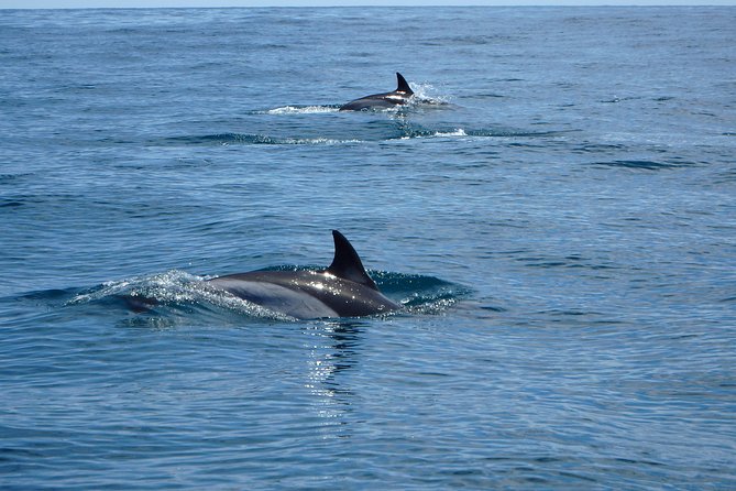 Dolphin Route - Price and value: is $54.22 worth it?