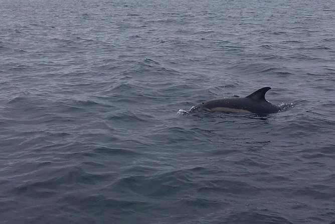 Dolphin Route - Who should book this dolphin cruise, and who might regret it