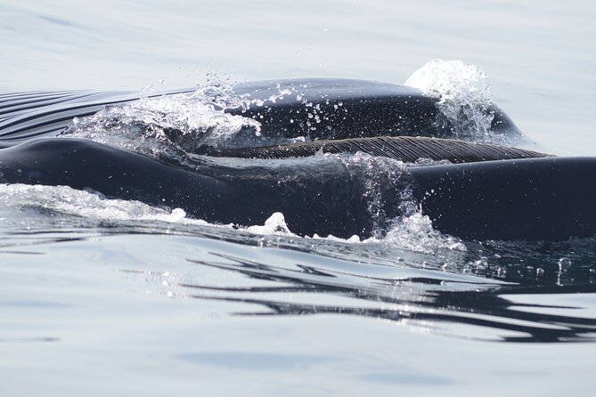 Feathers & Scales - The Boat Ride Reality: Thrilling Motion vs. Real Comfort Limits