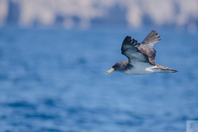 Feathers & Scales - Captain Vasco and the Team: Service That Feels Personal