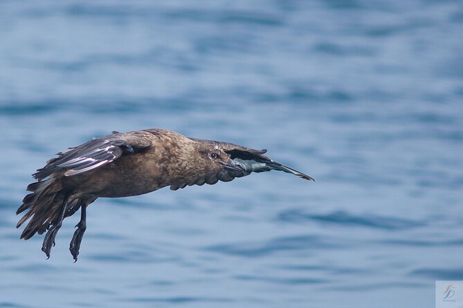 Feathers & Scales - What You’ll See: Dolphins, Birds, Whales, and Bonus Ocean Moments