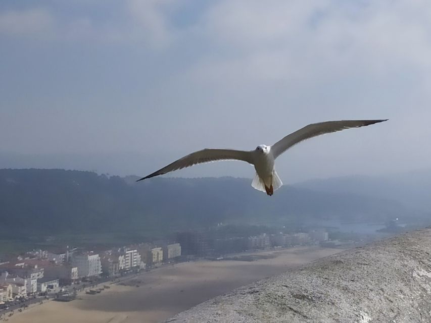 From Lisbon: Private Óbidos and Nazaré Tour - Nazaré beach time: fish lunch culture and giant-wave reality