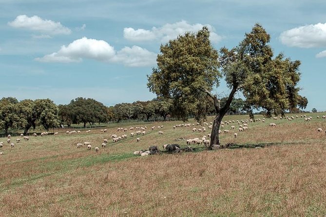 From Lisbon to Alentejo: Évora and Megaliths Full-Day Tour - Almendres Cromlech: menhirs, alignment, and the feeling of standing in an ancient calendar