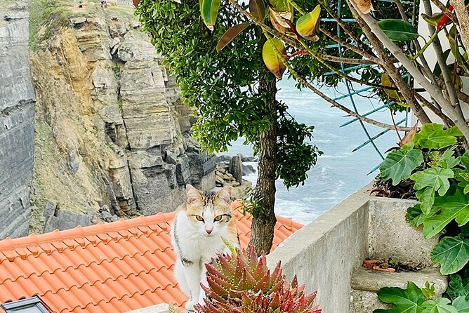 Half-Day Tour in Cascais / Sintra with Brunch and Wine Tasting - Casa da Guia: a gentle end with sea-view calm