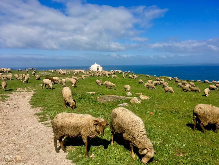 Hiking Tour Along the West Coastline - The dinosaur footprints: what makes this stop matter
