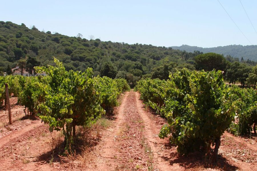 Lisbon: Arrábida and Sesimbra Day Trip with Wine - Who This Tour Is Best For (And Who Might Want Another Option)