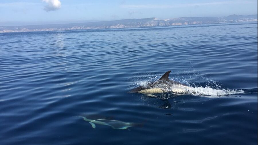 Lisbon: Arrábida Natural Park Dolphin Watching Boat Tour - Why Arrábida Dolphin Watching Feels More Like Wildlife Than Excursion