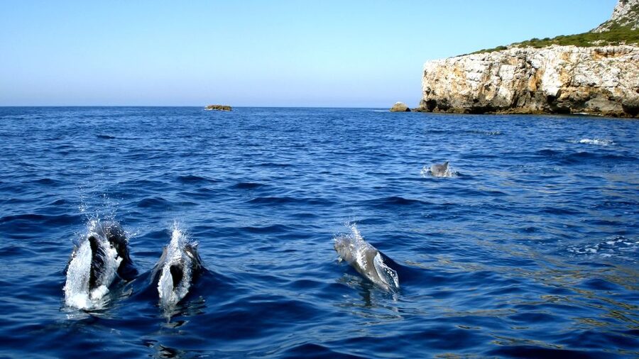 Lisbon: Arrábida Natural Park Dolphin Watching Boat Tour - The Semi-Inflatable Boat Ride, Calm Water, and Real-World Comfort