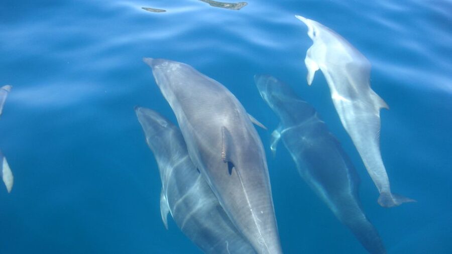 Lisbon: Arrábida Natural Park Dolphin Watching Boat Tour - Finding Dolphin Pods in the Arrábida Marine Reserve