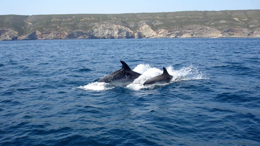 Lisbon: Arrábida Natural Park Dolphin Watching Boat Tour - Coastal Views, Caves, and a Beach Stop You’ll Actually Remember
