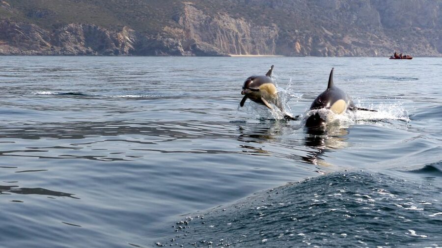 Lisbon: Arrábida Natural Park Dolphin Watching Boat Tour - The Regional Pastry and Drinks: Small Stop, Big Morale