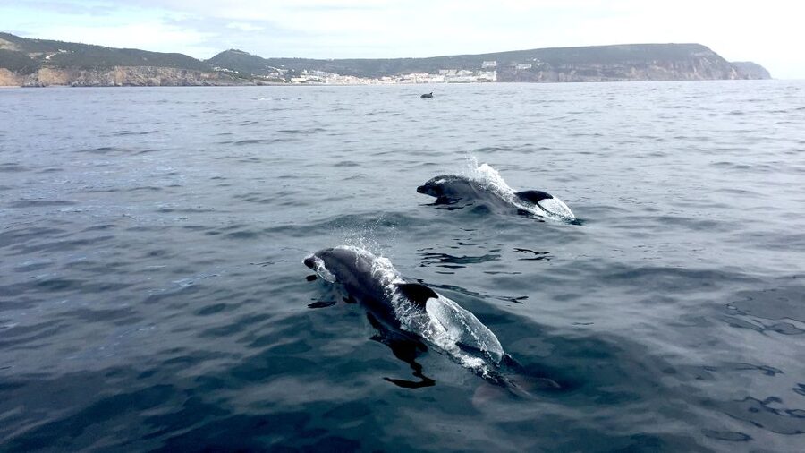 Lisbon: Arrábida Natural Park Dolphin Watching Boat Tour - Price and Value: What $58 Is Buying You (and Why It Adds Up)