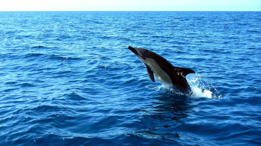 Lisbon: Arrábida Natural Park Dolphin Watching Boat Tour - Who Should Book This Dolphin Tour, and Who Should Skip It