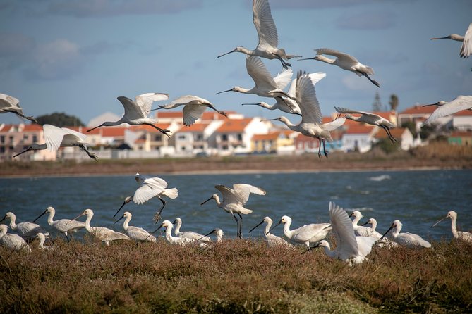 Lisbon : Birdwatching Boat Tour - Tagus Estuary - Key highlights worth knowing before you go