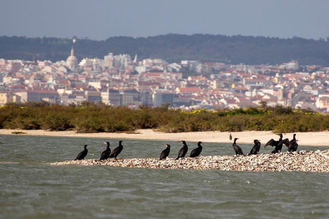 Lisbon : Birdwatching Boat Tour - Tagus Estuary - The Tagus Estuary: birdwatching right next to Lisbon