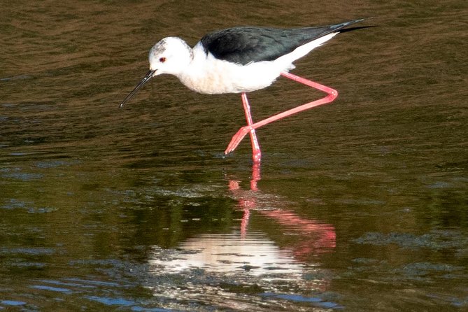 Lisbon : Birdwatching Boat Tour - Tagus Estuary - Birdwatching payoff: species, identification, and the life list moment