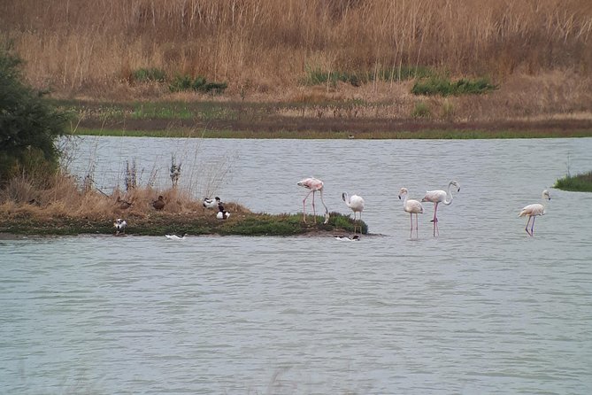 Lisbon : Birdwatching Boat Tour - Tagus Estuary - Estuary numbers that help you understand what you’re seeing