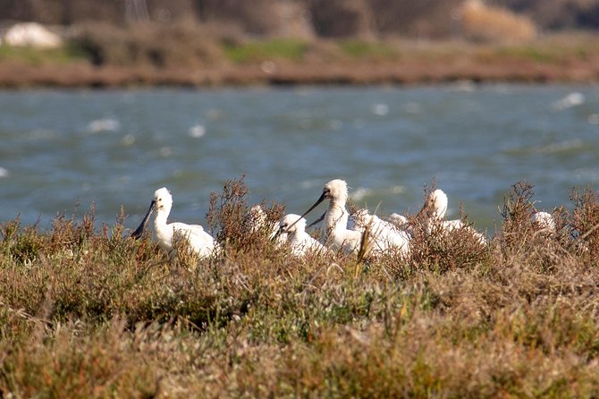 Lisbon : Birdwatching Boat Tour - Tagus Estuary - Food, drink, and comfort: what to pack for a 2.5-hour water outing