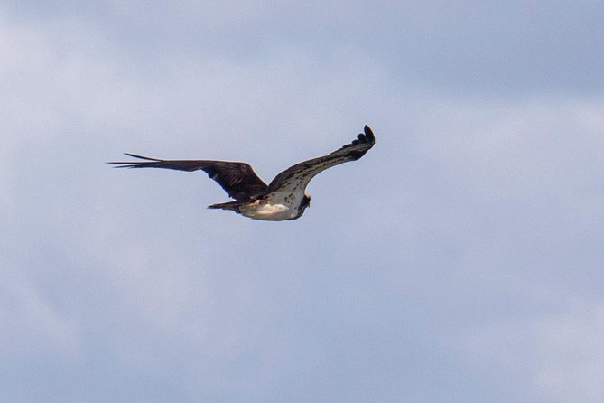Lisbon : Birdwatching Boat Tour - Tagus Estuary - Value in plain terms: what you get for around $60