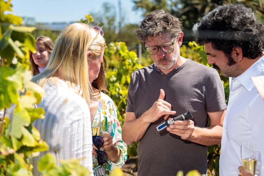 Lisbon: Carcavelos Vineyard Tour and Wine Tasting - The vineyard walk: what you learn before you taste